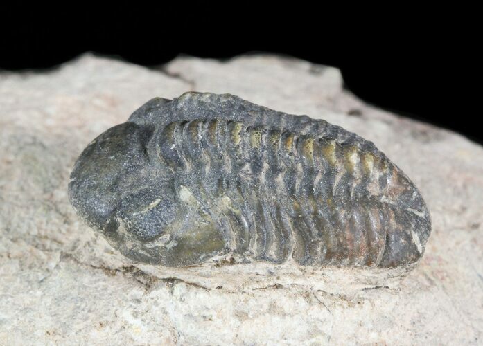 Small Reedops Trilobite - Lhandar Formation, Morocco #45590